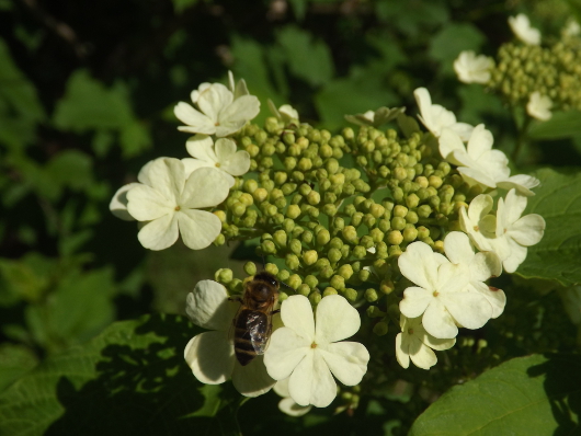 miód pszczoły Krasnobród 